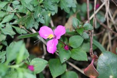 Sonerila pulneyensis